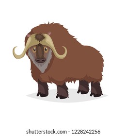 Cute cartoon muskox. Wild animal. Vector illustration for child books. Big furry cattle animal. Isolated on white background.