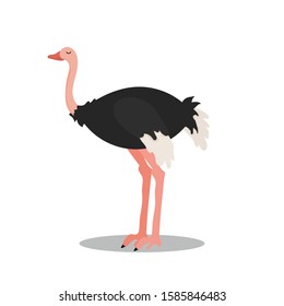 Cute Cartoon Ostrich isolated on white background. Vector illustration.