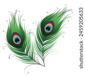 cute cartoon peacock feather illustration made by hand draw page for kids. Vector illustration of peacock feather illustration isolated on white background.

