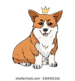 Cute cartoon pembroke welsh corgi with a crown isolated on white background. Vector dog illustration for your design