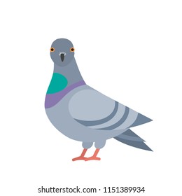 cute cartoon pigeon in flat style isolated on white background