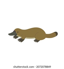 Cute cartoon platypus isolated on white background.