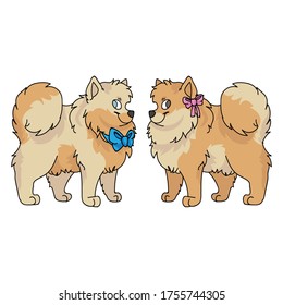 Cute cartoon pomeranian dog boy and girl vector clipart. Pedigree kennel doggie breed for dog lovers. Purebred domestic puppy for pet parlor illustration. Isolated spitz hound. 