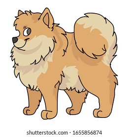 Cute cartoon pomeranian dog breed vector clipart. Pedigree kennel doggie breed for dog lovers. Purebred domestic puppy for pet parlor illustration mascot. Isolated canine fluffy spitz. EPS 10. 