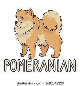 Cute cartoon pomeranian dog breed with text word print vector clipart. Pedigree kennel doggie breed for dog lovers. Purebred dog for pet partlor illustration. Isolated spitz hound. EPS 10.