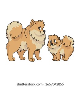 Cute cartoon pomeranian dog and puppy breed vector clipart. Pedigree kennel doggie breed for dog lovers. Purebred domestic for pet parlor illustration mascot. Isolated canine fluffy spitz. EPS 10. 