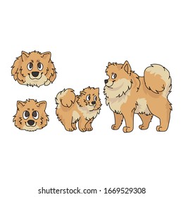 Cute cartoon pomeranian dog and puppy set breed vector clipart. Pedigree kennel doggie breed for dog lovers. Purebred domestic for pet parlor illustration mascot. Isolated canine spitz hound. EPS 10. 