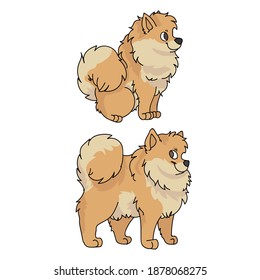 Cute cartoon Pomeranian dog vector clipart. Pedigree kennel doggie for pet parlor. Purebred domestic spitz puppy training for kennel club illustration mascot. Isolated canine breed. 