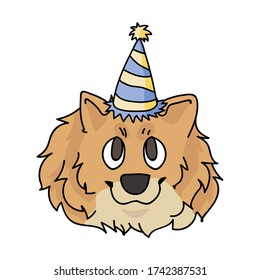 Cute cartoon pomeranian face with party hat vector clipart. Pedigree kennel doggie breed for dog lovers. Purebred domestic dog for celebration illustration mascot. Isolated canine fluffy spitz hound. 