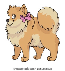 Cute cartoon pomeranian with girly bow vector clipart. Pedigree kennel doggie breed for dog lovers. Purebred domestic dog for pet parlor illustration mascot. Isolated canine fluffy spitz hound. 