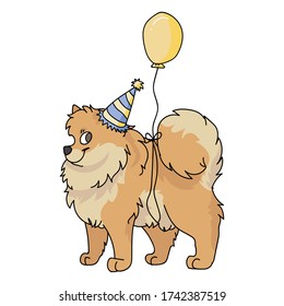 Cute cartoon pomeranian with party hat vector clipart. Pedigree kennel doggie breed for dog lovers. Purebred domestic dog for celebration illustration mascot. Isolated canine fluffy spitz hound. 