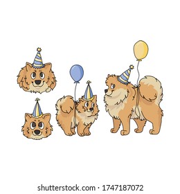 Cute cartoon pomeranian party set vector clipart. Pedigree kennel doggie breed for dog lovers. Purebred domestic dog for celebration illustration mascot. Isolated canine fluffy spitz hound. 