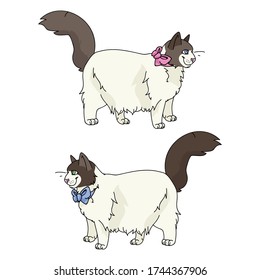 Cute cartoon Ragdoll boy and girl cat vector clipart. Pedigree kitty breed for cat lovers. Purebred kitten gender bow for pet parlor with bow. Feline illustration EPS 10.