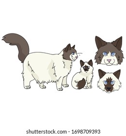 Caricatura de ragdoll y gatito con clíparte portadora. Cría de gatitos pedigrí para los amantes de los gatos. Gato doméstico de purebred para mascota ilustrativa de salón de mascotas. Housecat felino aislado. EPS 10. 