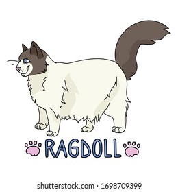  Cute cartoon ragdoll cat with text vector clipart. Pedigree kitty breed for cat lovers. Purebred domestic cat for pet parlor illustration mascot. Isolated feline housecat. EPS 10. 