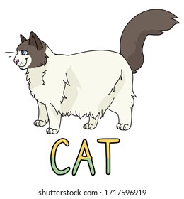  Caricatura de ragdoll con linaje vector de texto. Cría de gatitos pedigrí para los amantes de los gatos. Gato doméstico de purebred para mascota ilustrativa de salón de mascotas. Housecat felino aislado. EPS 10. 