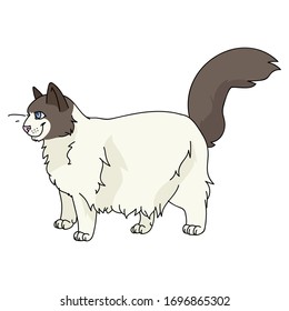 Cute cartoon rag-doll kitten vector clipart. Pedigree kitty breed for cat lovers. Purebred domestic cat for pet parlour illustration mascot. Isolated feline house-cat. EPS 10. 