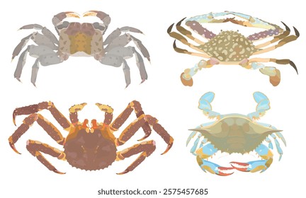 Cute cartoon raw Crab. Blue, Green Crab, King Crab and Mangrove tree Crab isolated on white. Sea food vector illustration set.