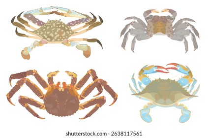 Cute cartoon raw Crabs. Blue, Green Crab, King Crab and Mangrove tree Crab isolated on white. Sea food vector illustration set.