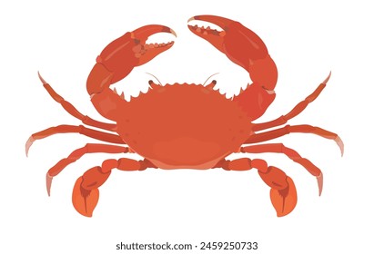 Cute cartoon red Crab. Seafood vector character illustration isolated on white background.