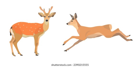 Cute cartoon Red deer, wild animal vector illustration set.