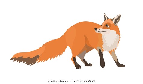 Cute cartoon red fox vector illustration. Forest animal isolated on White background.