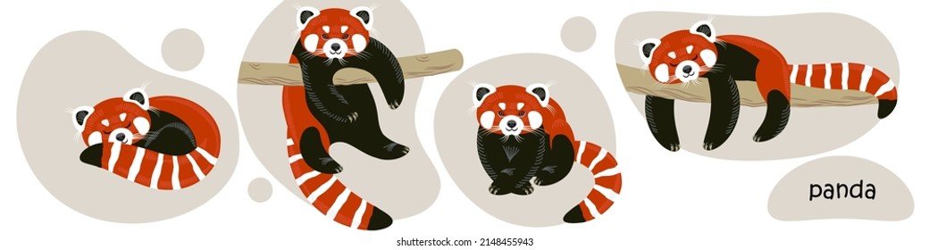 cute cartoon red panda in different poses. the small panda is isolated on a white background. the cat bear is drawn in a flat style. stock vector illustration. EPS 10.