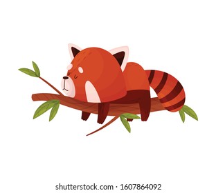 Cute Cartoon Red Panda Sleeping in Lying Pose on Tree Branch Vector Illustration