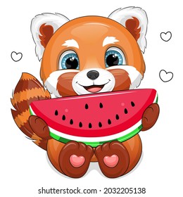 Cute cartoon red panda with watermelon. Vector illustration of an animal on a white background.