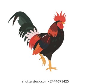 Cute cartoon Rooster (Cock) character illustration. Vector farm birds isolated on white background.