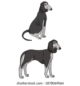 Cute cartoon Saluki dog vector clipart. Pedigree borzoi dog for kennel club. Purebred domestic sighthound puppy training for pet parlor illustration mascot. isolated canine breed.