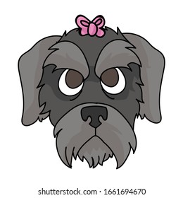Cute cartoon schnauzer dog puppy face with pink bow vector clipart. Pedigree kennel doggie breed. Domestic puppy terrier for pet parlor illustration mascot. Isolated canine English hunting breed. 