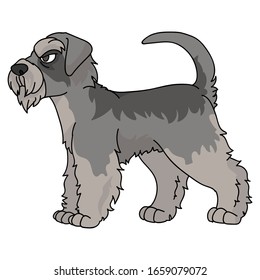 Cute cartoon schnauzer dog vector clipart. Pedigree kennel doggie breed for dog lovers. Purebred domestic puppy terrier for pet parlor illustration mascot. Isolated canine English hunting breed. 