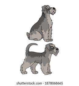 Cute cartoon Schnauzer dog vector clipart. Pedigree kennel doggie breed for kennel club. Purebred domestic puppy training for pet parlor illustration mascot. Isolated canine breed. 