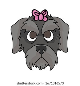 Cute cartoon schnauzer puppy with pink bow face vector clipart. Pedigree kennel doggie breed. Purebred domestic terrier for pet parlor illustration mascot. Isolated canine English hunting breed. 