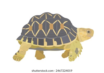 Cute cartoon sea Turtle. Sea animal vector illustration isolated on white background.