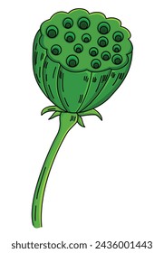cute cartoon Seedpod Of The Lotus clipart page for kids. Vector illustration for children. Vector illustration of  Seedpod Of The Lotus isolated on white background.
