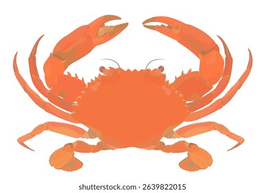 Cute cartoon serrated mud Crab. Sea food vector illustration isolated on white background.