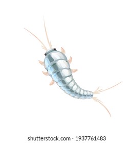 Cute cartoon silverfish, household pest, macro of insects. Pest control. Vector illustration in cartoon style, isolated on white