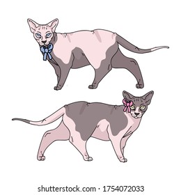 Cute cartoon sphynx cat boy and girl vector clipart. Pedigree exotic kitty breed for cat lovers. Purebred domestic kitten for pet parlor illustration mascot. Isolated hairless feline housecat. EPS 10