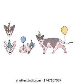 Cute cartoon sphynx cat party set vector clipart. Pedigree exotic breed for cat lovers. Purebred celebration for pet parlor illustration mascot. Hairless feline housecat.EPS 10