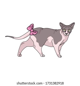 Cute cartoon sphynx cat with pink bow vector clipart. Pedigree exotic kitty breed for cat lovers. Purebred domestic kitten for pet parlor illustration mascot. Isolated hairless feline housecat. EPS 10