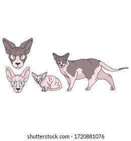 Cute cartoon sphynx cat set vector clipart. Pedigree exotic kitty breed for cat lovers. Purebred domestic kitten for pet parlor illustration mascot. Isolated hairless feline housecat. EPS 10. 