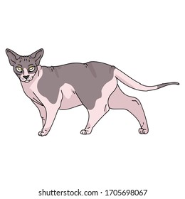 Caricatura pequeña esfilia gato vector clipart. Cría exótica infantil para los amantes del gato. Gatito doméstico para mascota de ilustraciones de salón de mascota. Housecat felino sin pelo aislado. EPS 10. 