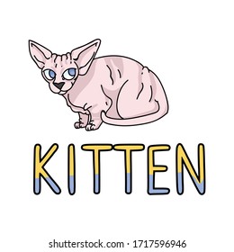 Cute caricatura sphynx kitten con el portalámparas vectorial de texto. Cría exótica infantil para los amantes del gato. Gato doméstico de purebred para mascota ilustrativa de salón de mascotas. Housecat felino sin pelo aislado. EPS 10. 