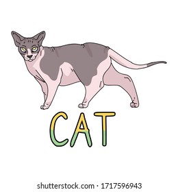 Esfige de dibujos animados con el portador vectorial del gato de texto. Cría exótica infantil para los amantes del gato. Gatito doméstico para mascota de ilustraciones de salón de mascota. Housecat felino sin pelo aislado. EPS 10. 