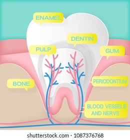 cute cartoon tooth structure on the green background
