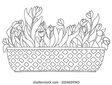 Cute cartoon tulips in box or basket for flowers. Isolated on white background. Vector illustration.  Can be used for coloring books.