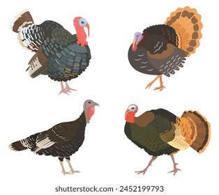 Cute cartoon Turkey bird set.  Vector character illustrations isolated on white background. Thanksgiving Day.