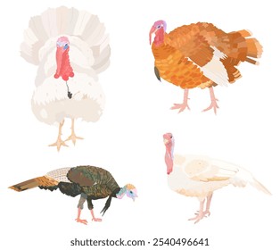 Lindo conjunto de pájaros de Turquía de dibujos animados. Vector de aves de corral ilustración de carácter aislado en blanco.